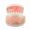 3D Training teeth