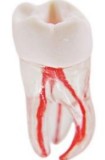 3D Training teeth