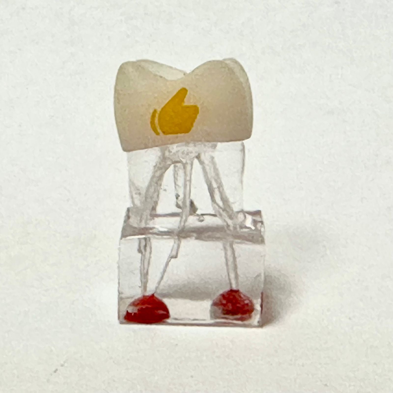 3D Training teeth